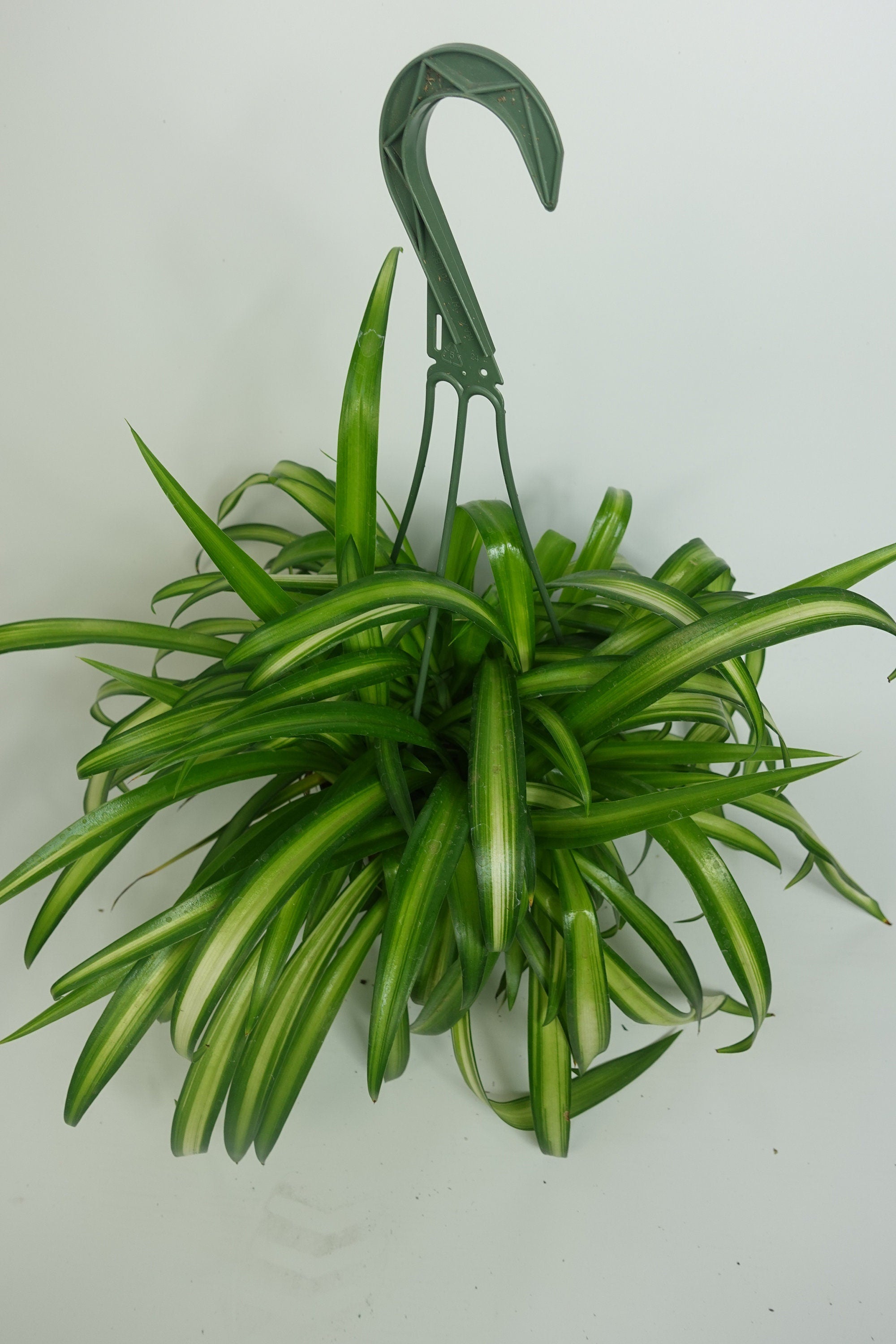 Hawaiian Spider Plant Green 6'' Pot Live Plant  Dose of Succulents