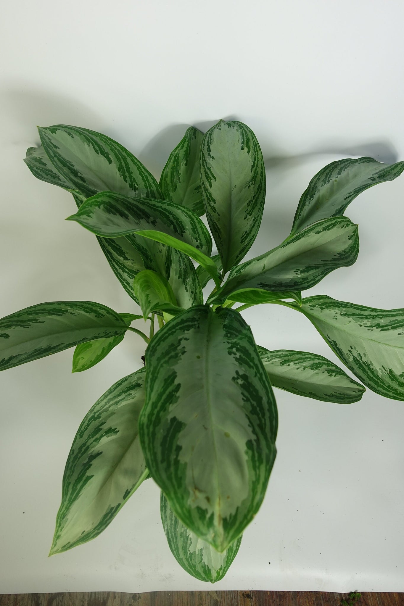 aglaonema silver bay cats Aglaonema Silver Bay