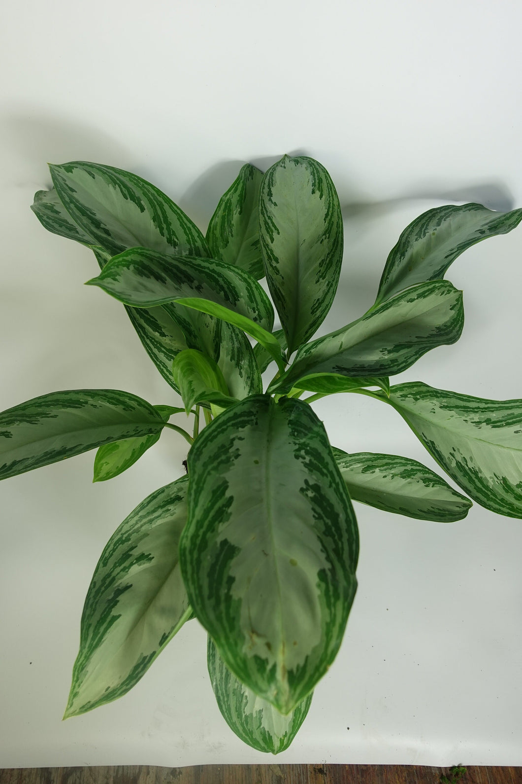 Aglaonema Silver Bay 6'' Pot