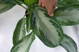 Aglaonema Silver Bay 6'' Pot