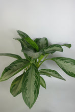 Load image into Gallery viewer, Aglaonema Silver Bay 6&#39;&#39; Pot