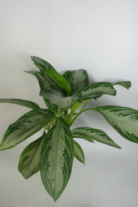 Aglaonema Silver Bay 6'' Pot