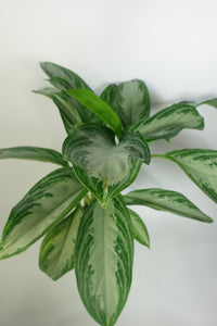 Aglaonema Silver Bay 6'' Pot