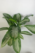 Load image into Gallery viewer, Aglaonema Silver Bay 6&#39;&#39; Pot