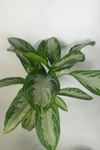 Aglaonema Silver Bay 6'' Pot