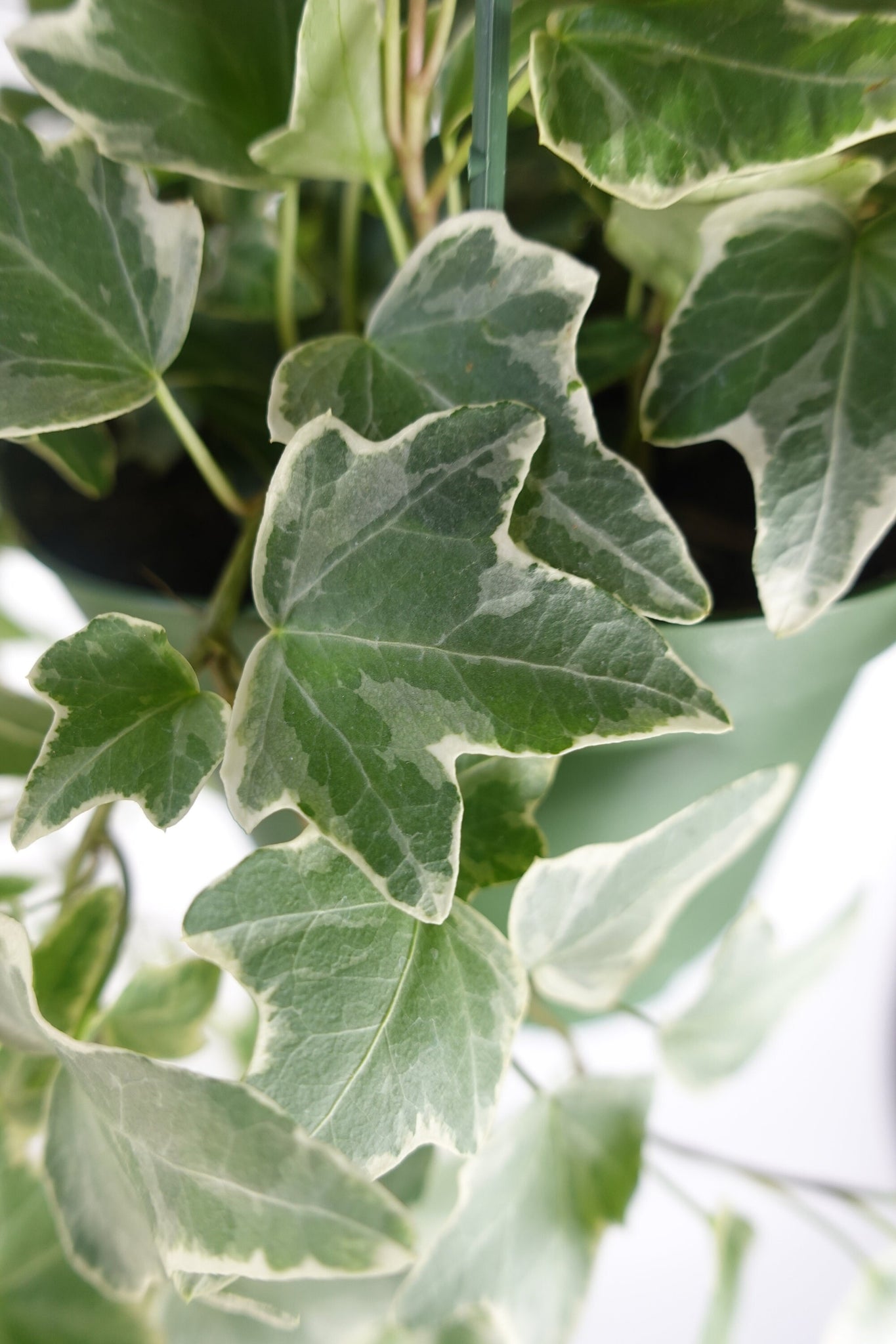 succulent ivy Long White Variegated Ivy Plant 6'' Pot Trailing plant – Dose of Succulents