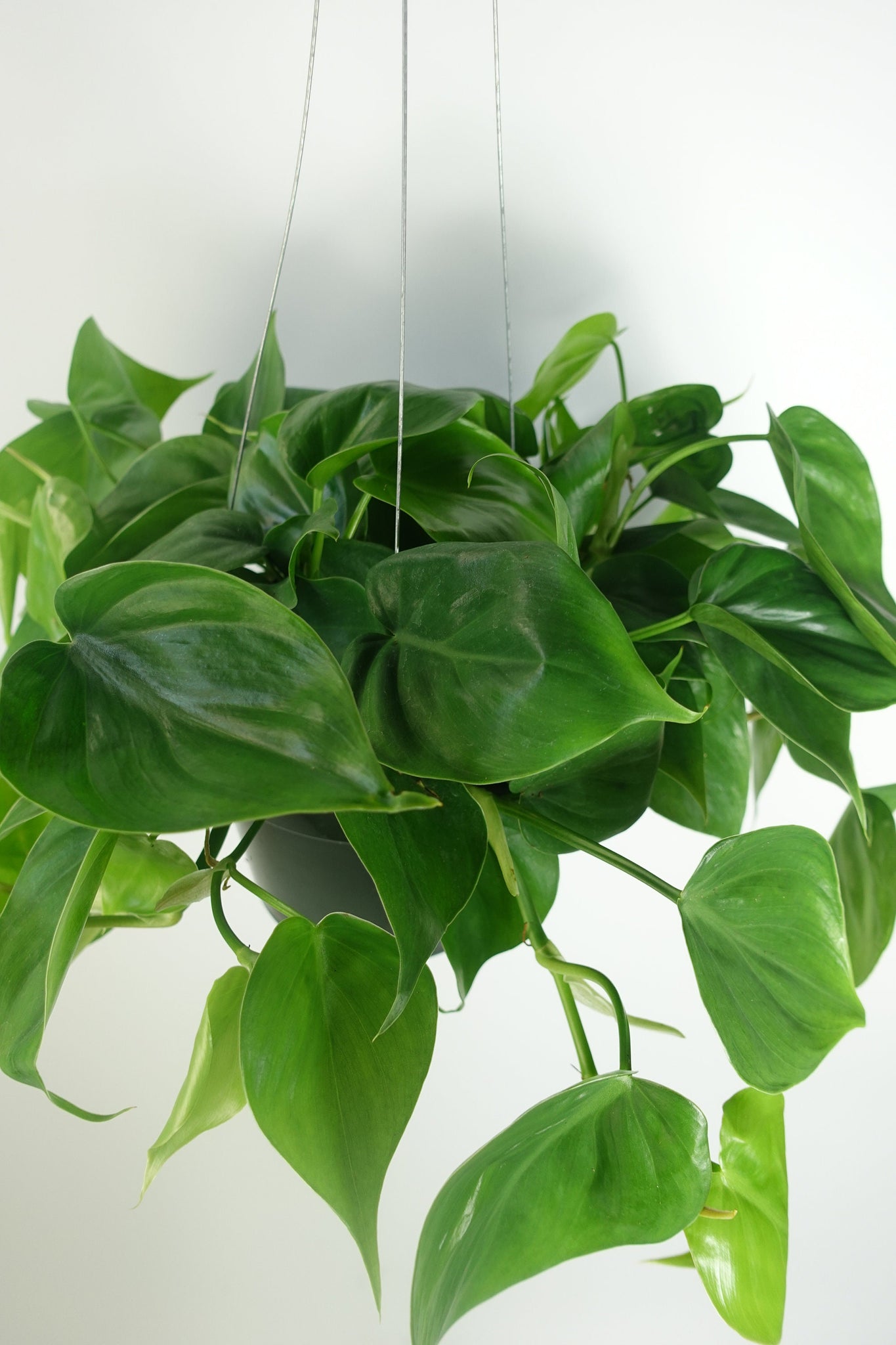 heart leaf hanging plant Heart Leaf Philodendron hanging Plant 6'' pot live Plant – Dose of Succulents