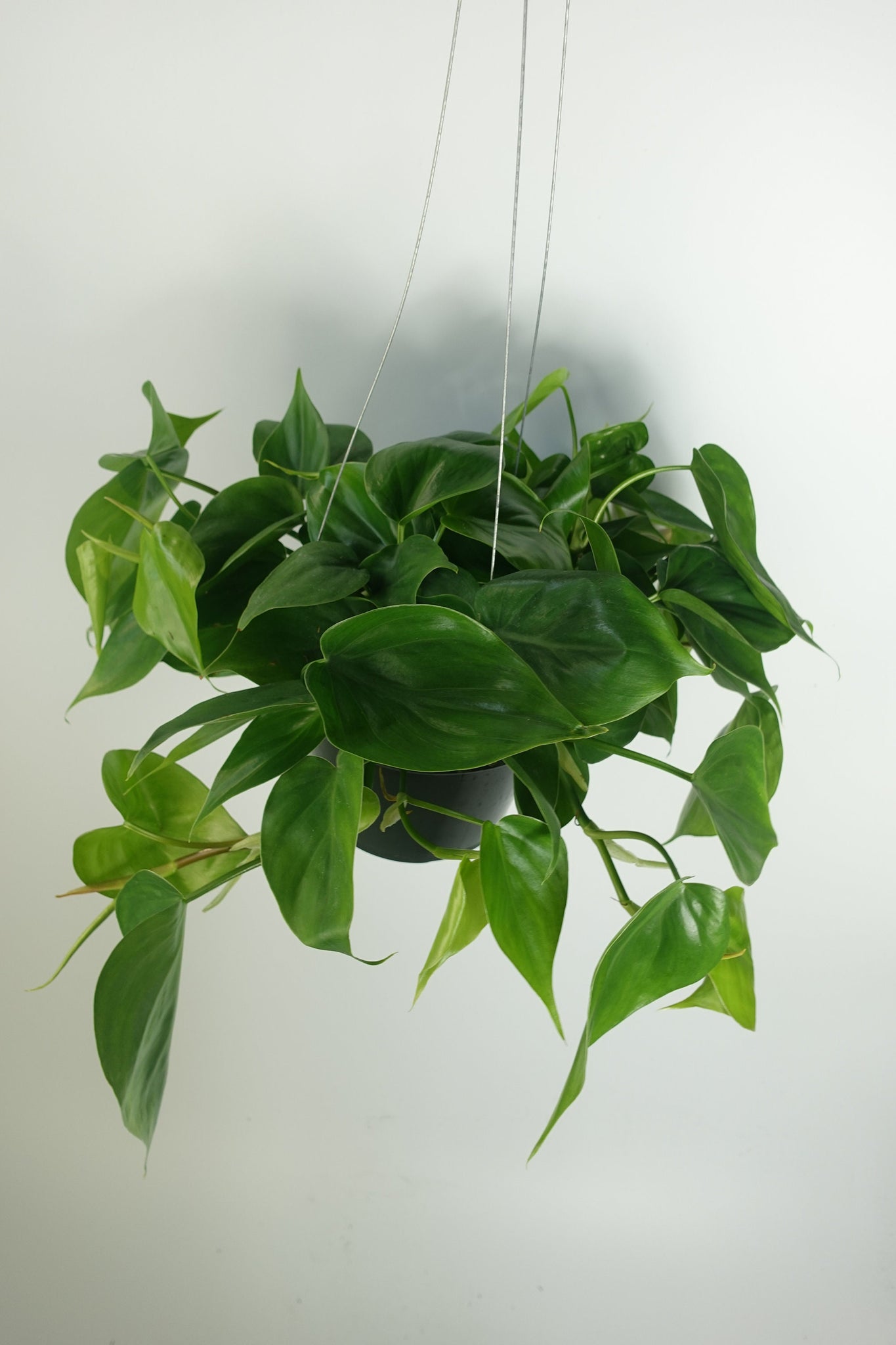 heartleaf philodendron hanging Heart Leaf Philodendron hanging Plant 6'' pot live Plant – Dose of Succulents