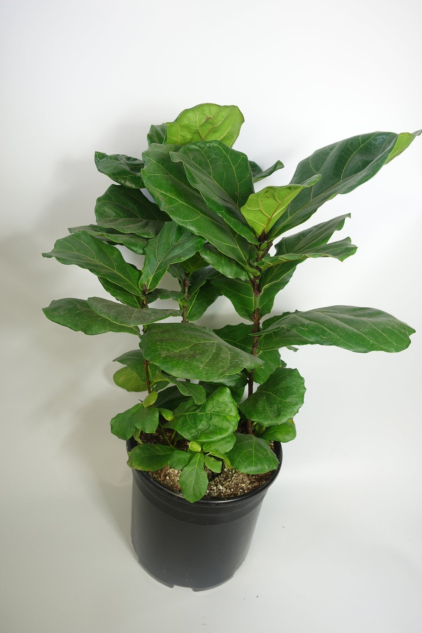 fiddle leaf fig bare trunk Ficus Lyrata Fiddle Leaf Fig Tree 20''Tall Bare Root 3 plants per pot – Dose of Succulents
