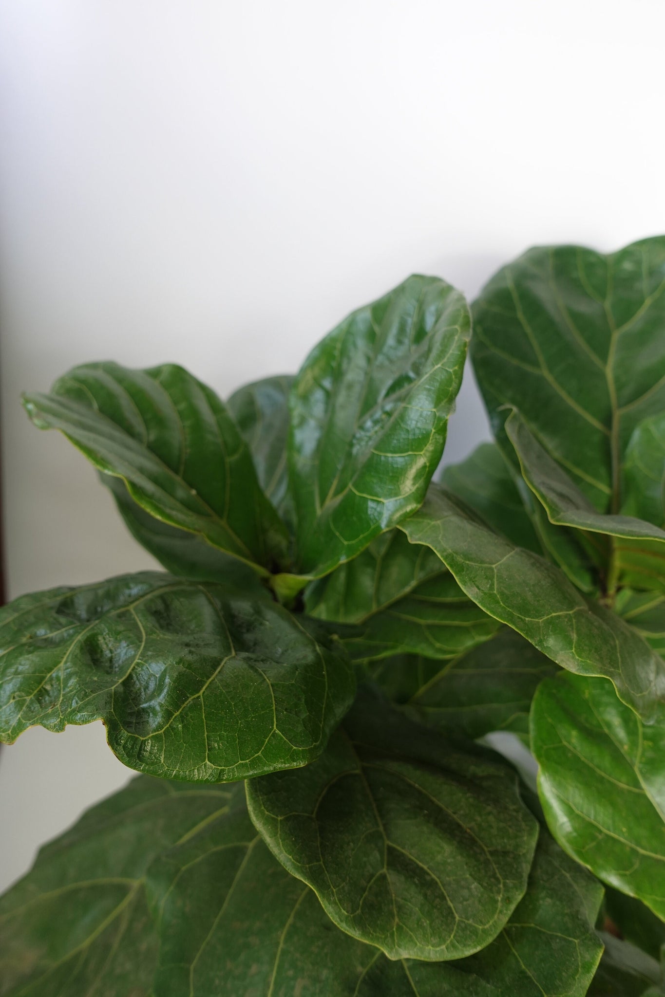 bare fiddle leaf fig Ficus Lyrata Fiddle Leaf Fig Tree 20''Tall Bare Root 3 plants per pot – Dose of Succulents