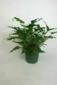 Philodendron Xanadu Large 8'' Pot