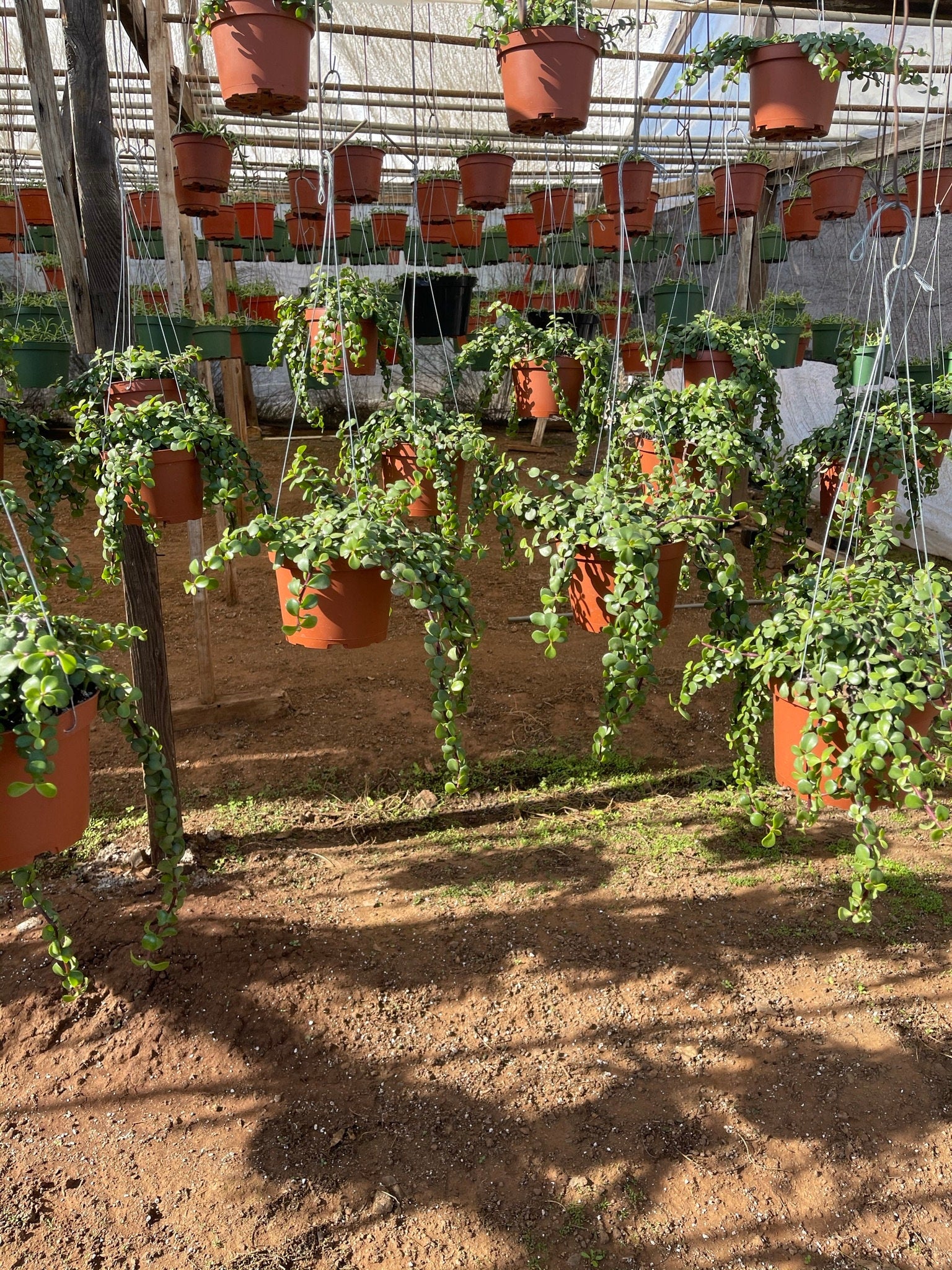 portulacaria afra basket Trailing Portulacaria Afra Prostrata Cascading Elephant Bush 6” plant – Dose of Succulents