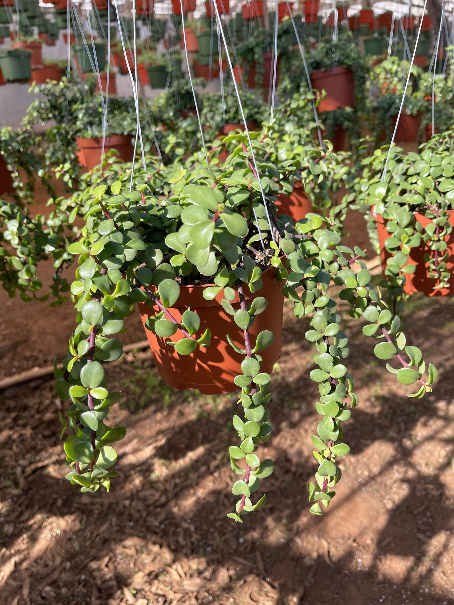 elephant bush hanging plant Trailing Portulacaria Afra Prostrata Cascading Elephant Bush 6” plant – Dose of Succulents