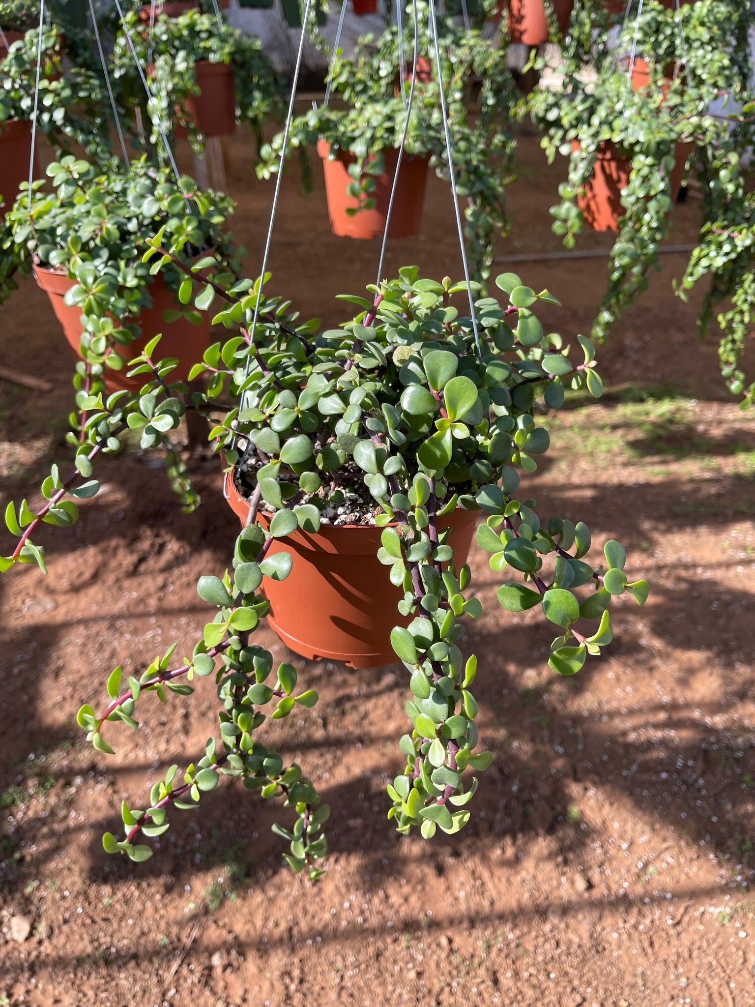 portulacaria afra trailing Trailing Portulacaria Afra Prostrata Cascading Elephant Bush 6” plant – Dose of Succulents