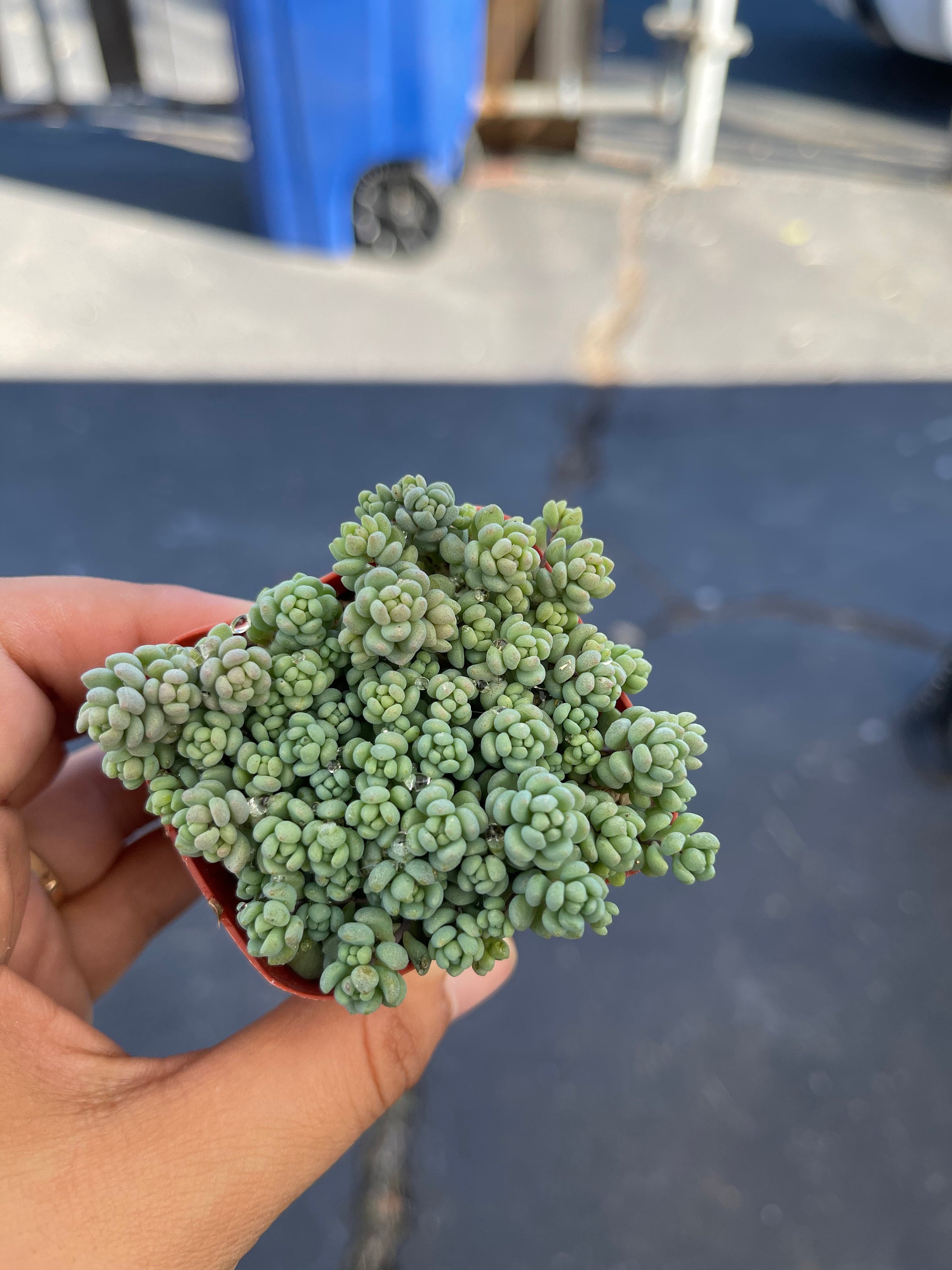 sedum minor succulent Sedum Dasyphyllum Minor 'Rainbow' Succulent 2'' pot – Dose of Succulents