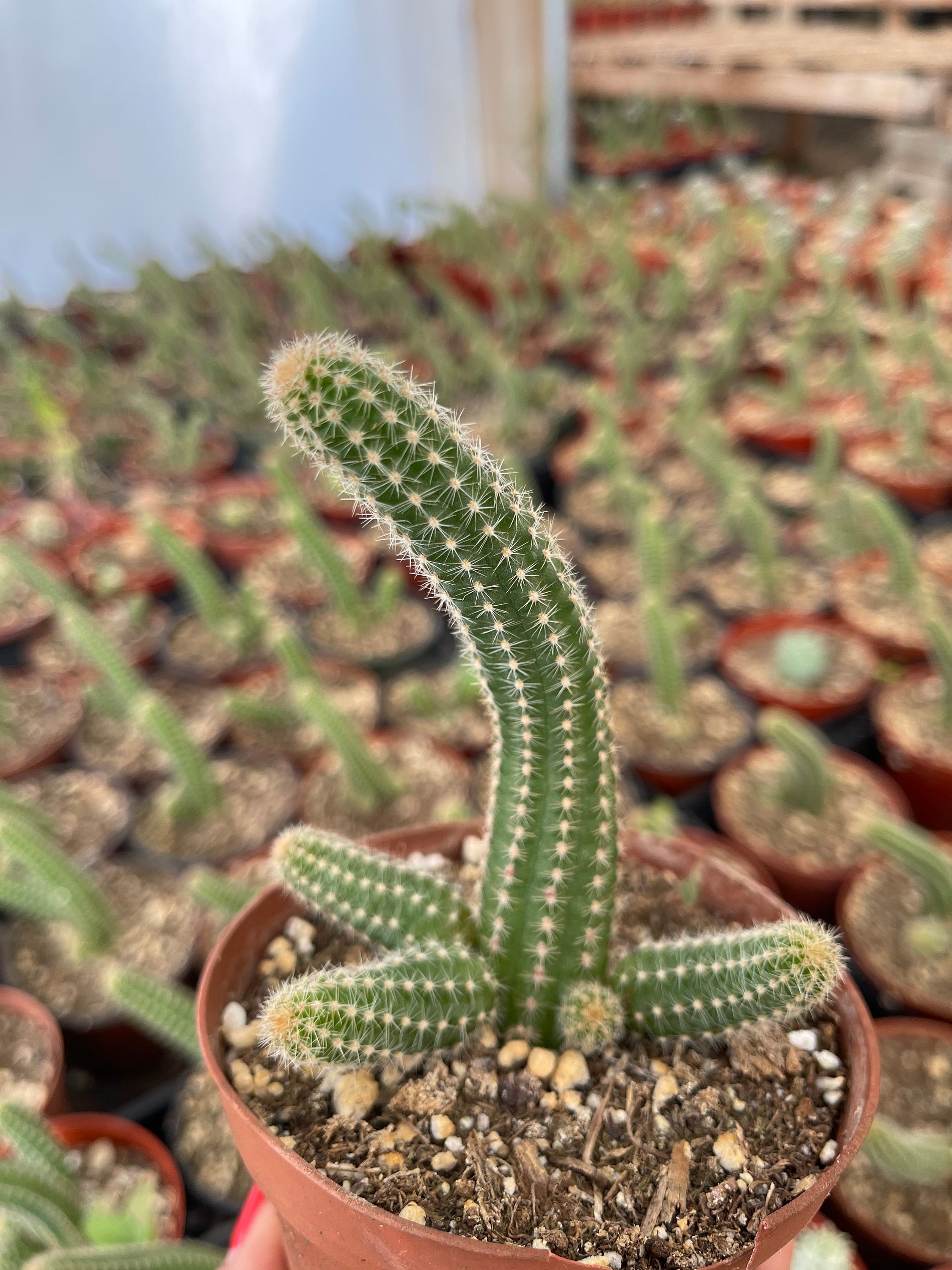 Echinopsis chamaecereus Peanut Cactus 4 Inch