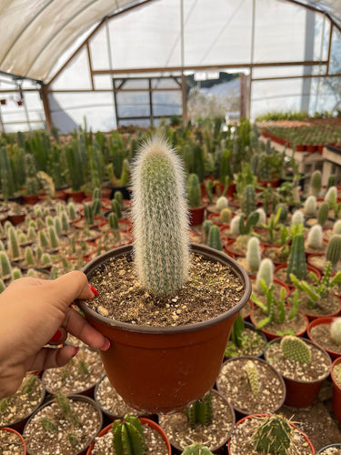 Cleistocactus Straussi Silver Torch 6” pot