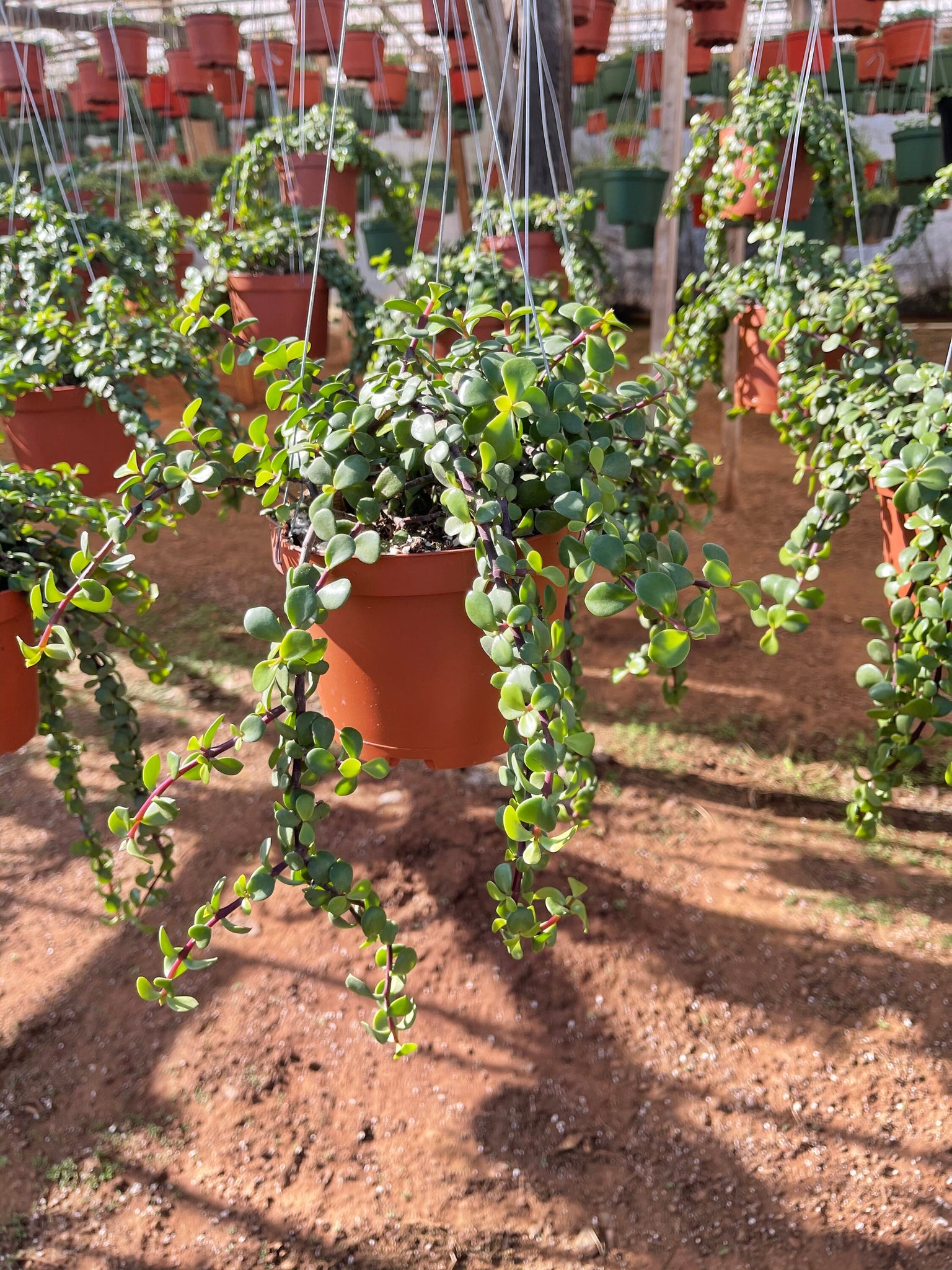 elephant hanging planter Trailing Portulacaria Afra Prostrata Cascading Elephant Bush 6” plant – Dose of Succulents