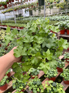 6” Ivy Plant hedera helix ivy