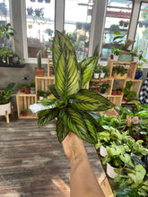 Load image into Gallery viewer, Calathea Beauty Star 4” pot