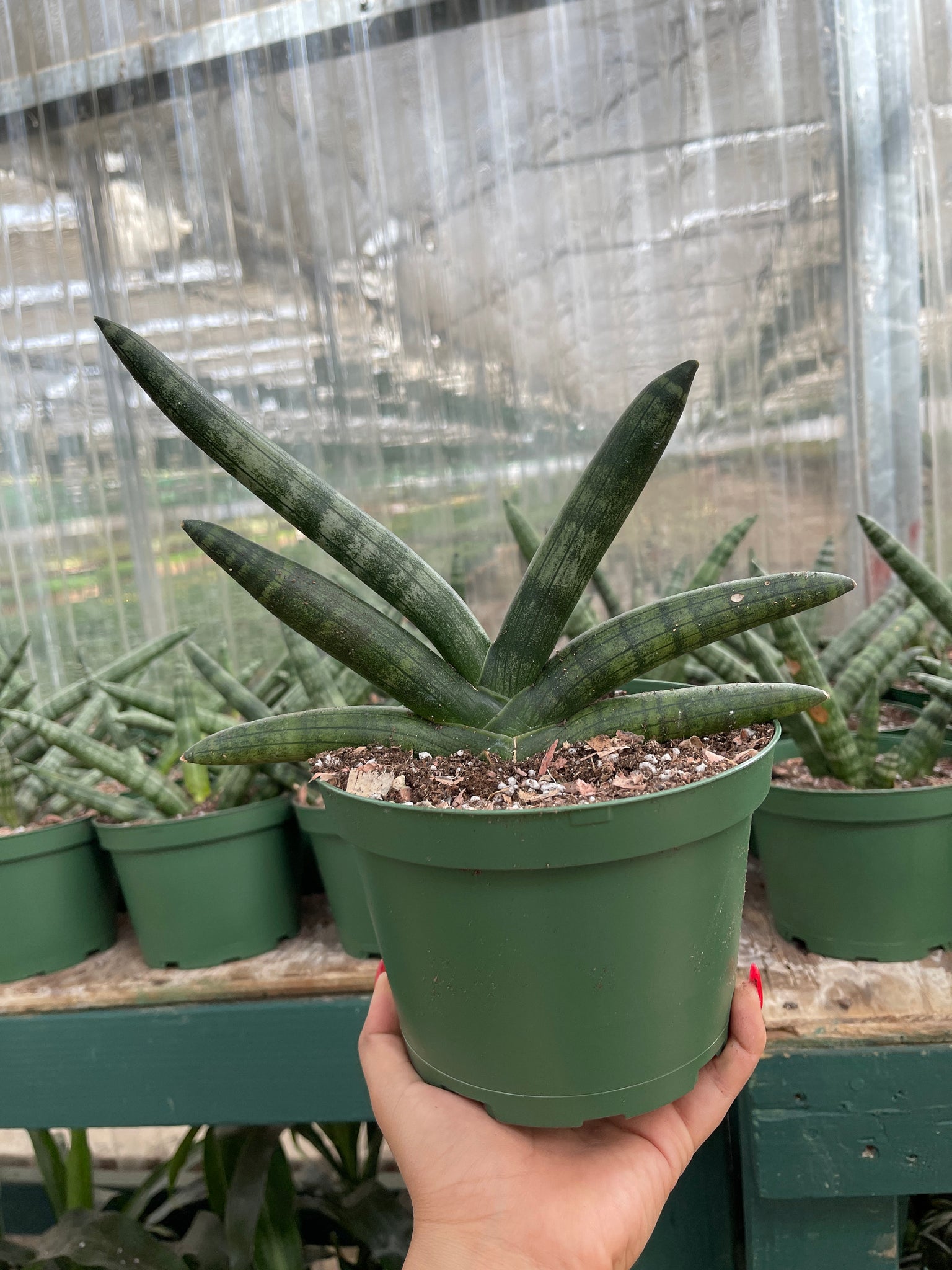 6 starfish snake plant Sansevieria Cylindrica Starfish Boncel – Dose of Succulents