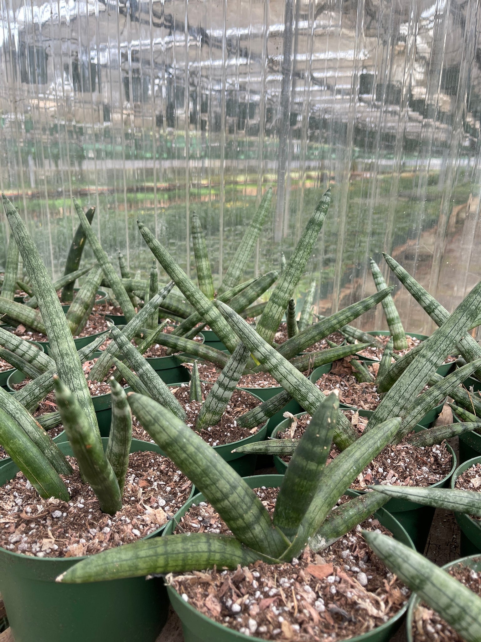 starfish succulent for sale Sansevieria Cylindrica Starfish Boncel – Dose of Succulents