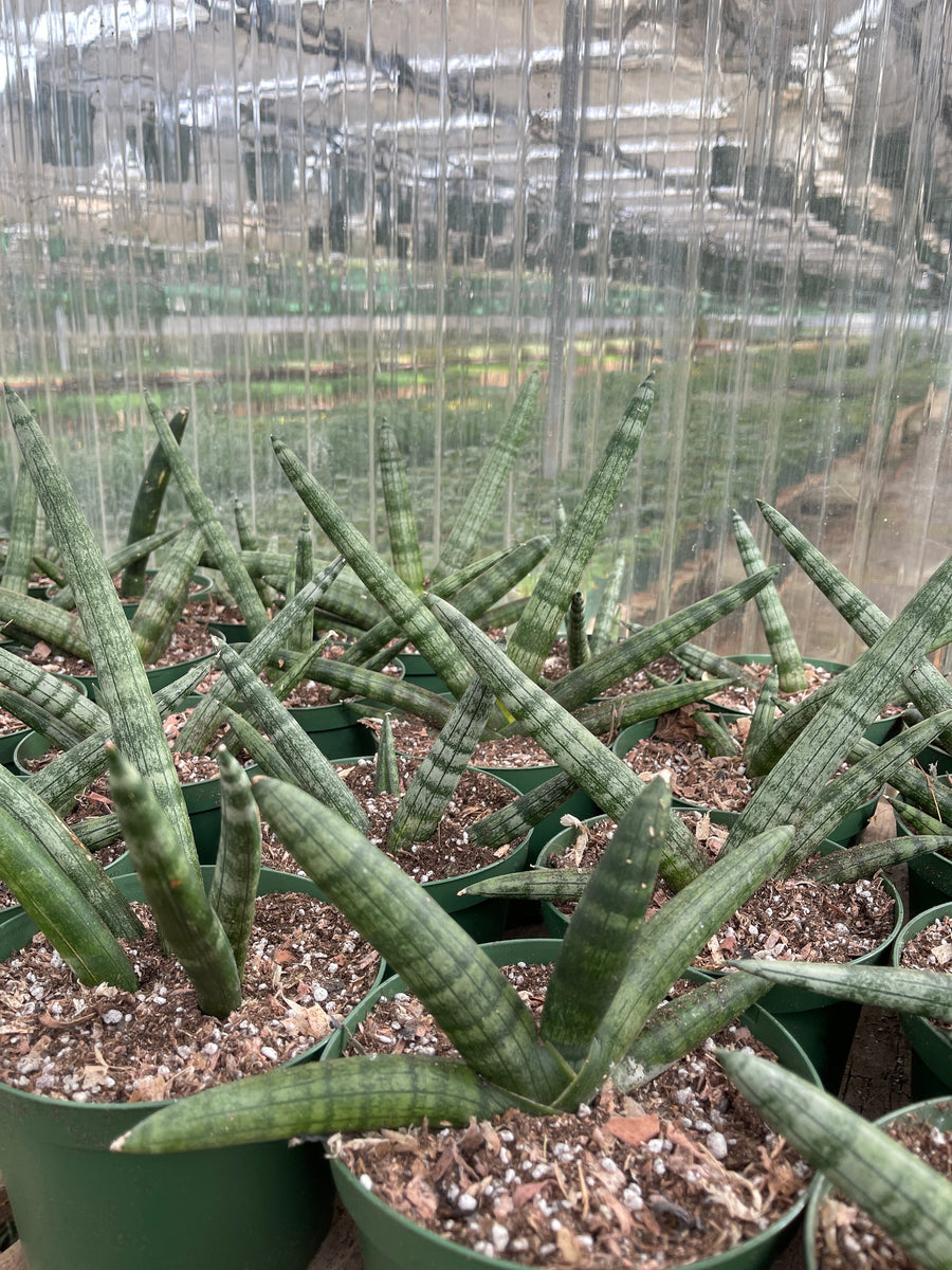 Boncel Sansevieria Cylindrica Starfish Boncel – Dose of Succulents