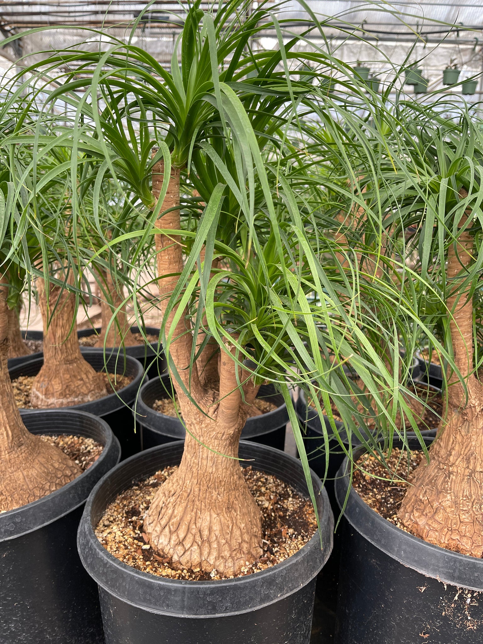 large indoor ponytail palm for sale LARGE Beucarnea Recurvata Ponytail Palm with Character 2' tall – Dose of Succulents