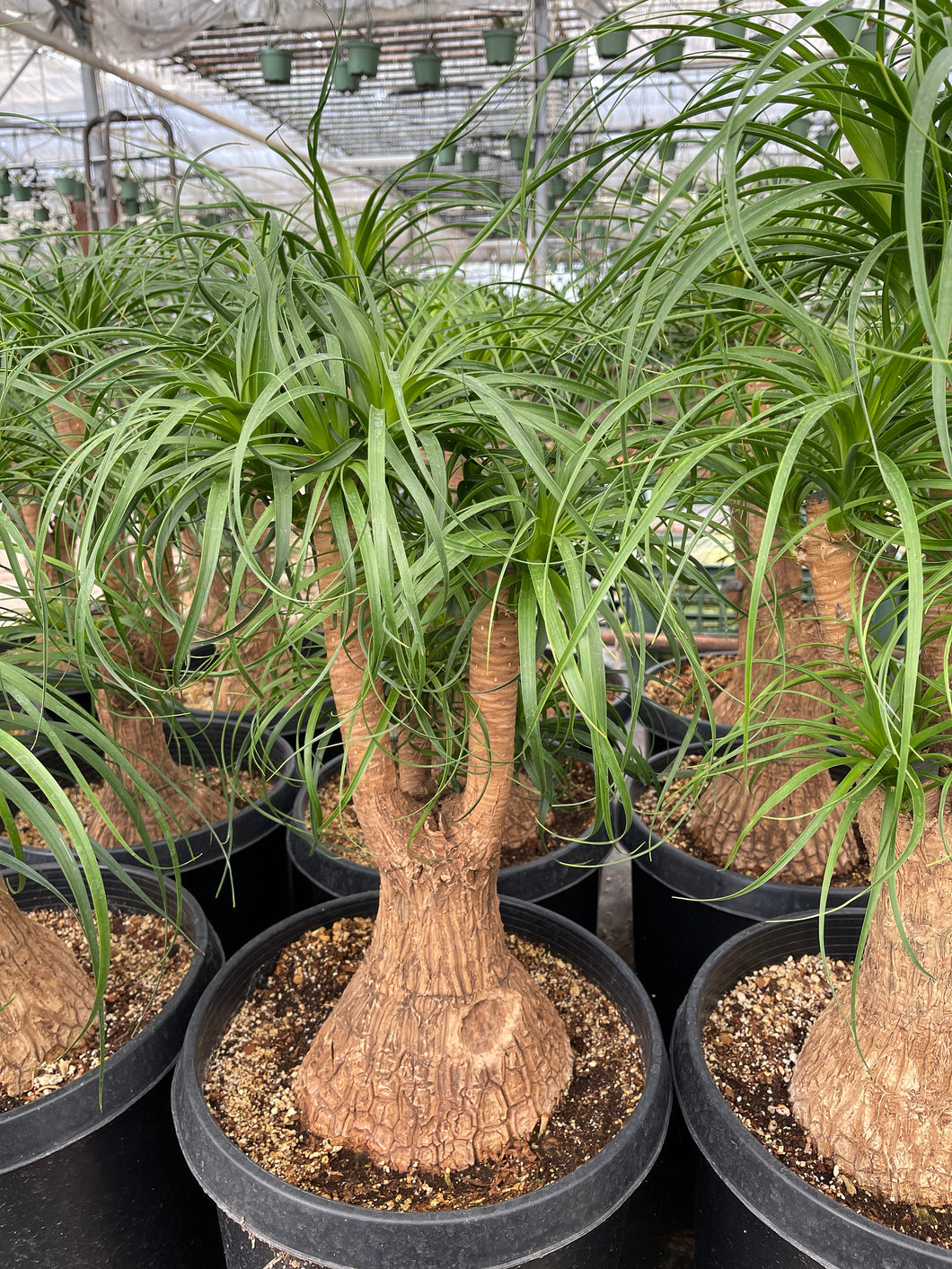 bonsai ponytail palm LARGE Beucarnea Recurvata Ponytail Palm with Character 2' tall – Dose of Succulents