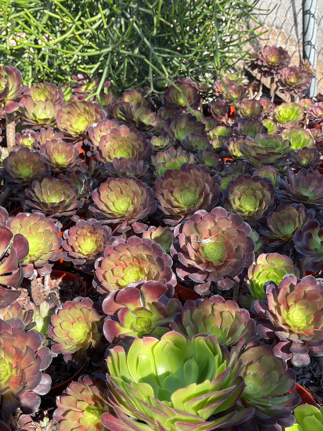 Rose looking Aeonium Garnett 6” pot