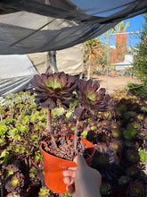 Load image into Gallery viewer, Rose looking Aeonium Garnett 6” pot