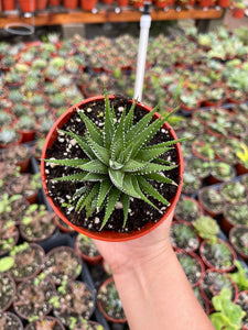 Haworthia Attenuata Zebra Plant 4” pot