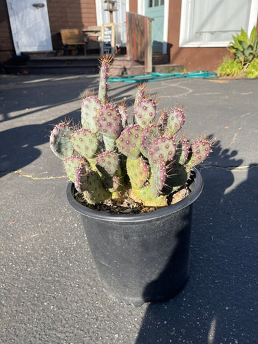 Cluster Opuntia Baby Rita