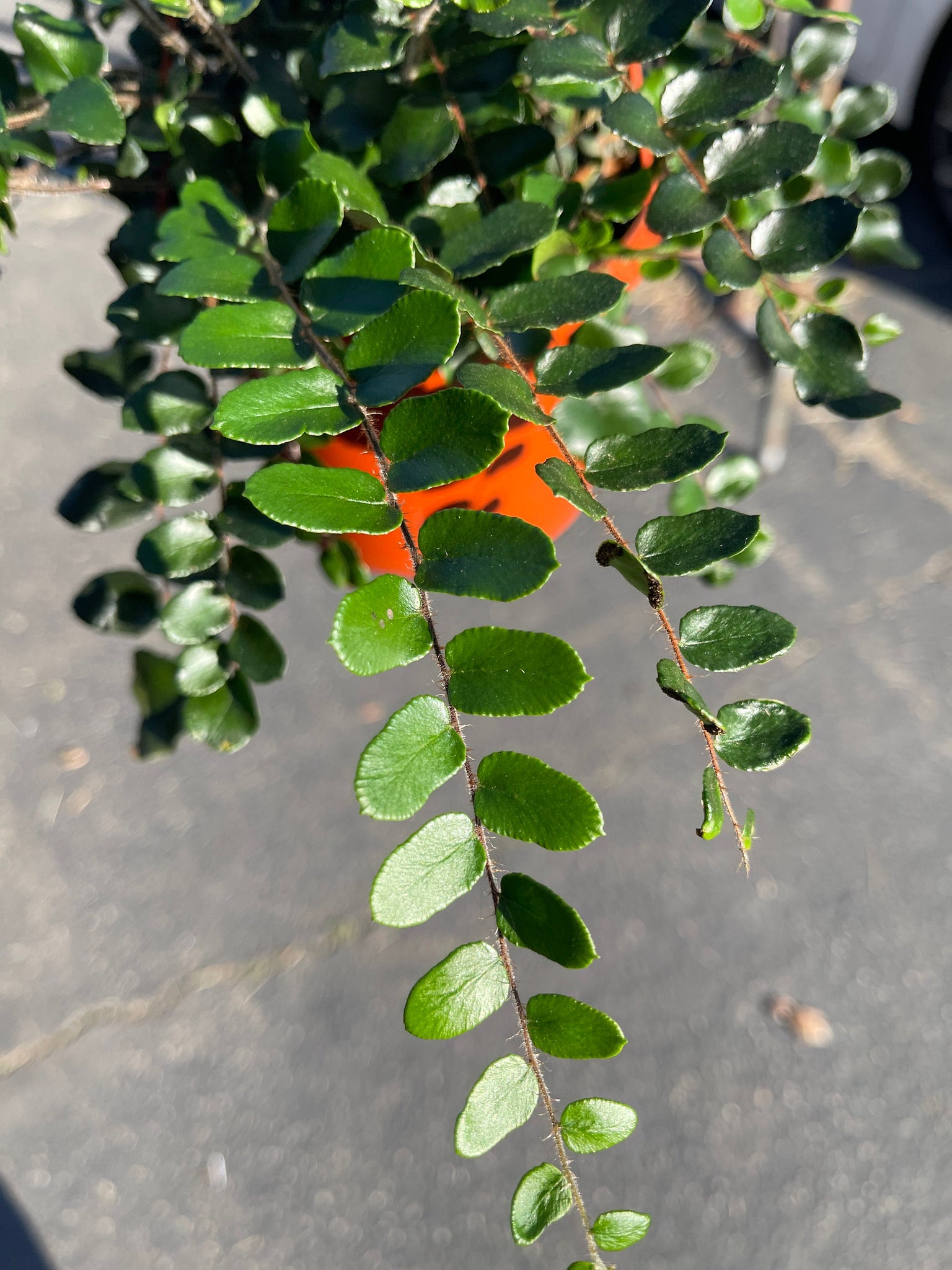 hanging button leaf plant Button Fern Pellaea Rotundifolia Live Plant 6'' Pot – Dose of Succulents