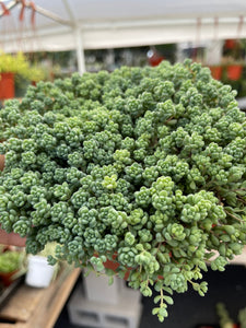 sedum minor succulent Sedum Dasyphyllum minor 6” full pot – Dose of Succulents