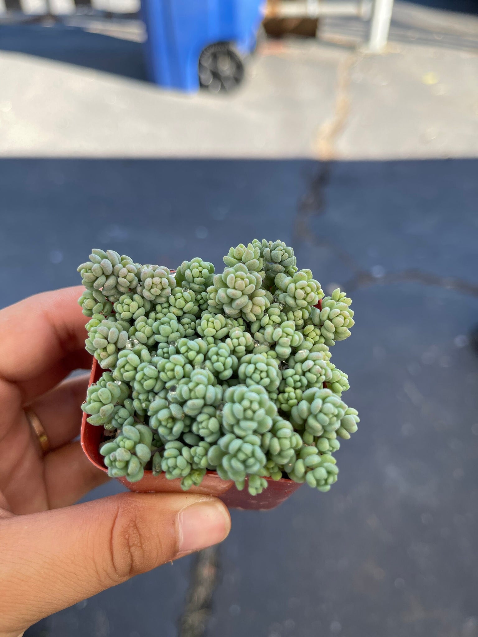 minor succulent Sedum Dasyphyllum Minor 'Rainbow' Succulent 2'' pot – Dose of Succulents
