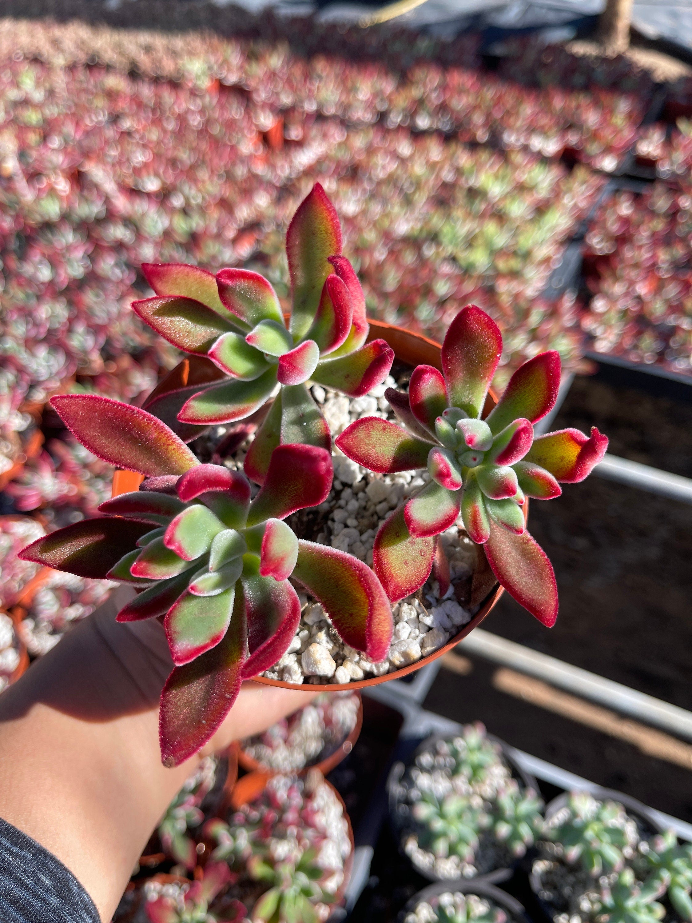 Echeveria ruby slippers red colors