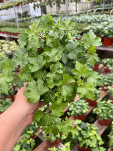 6” Ivy Plant hedera helix ivy