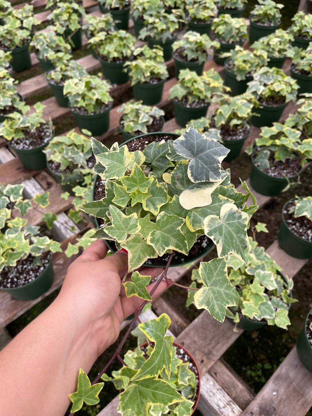 english ivy succulent Variegated English Ivy - 6 Inch Pot