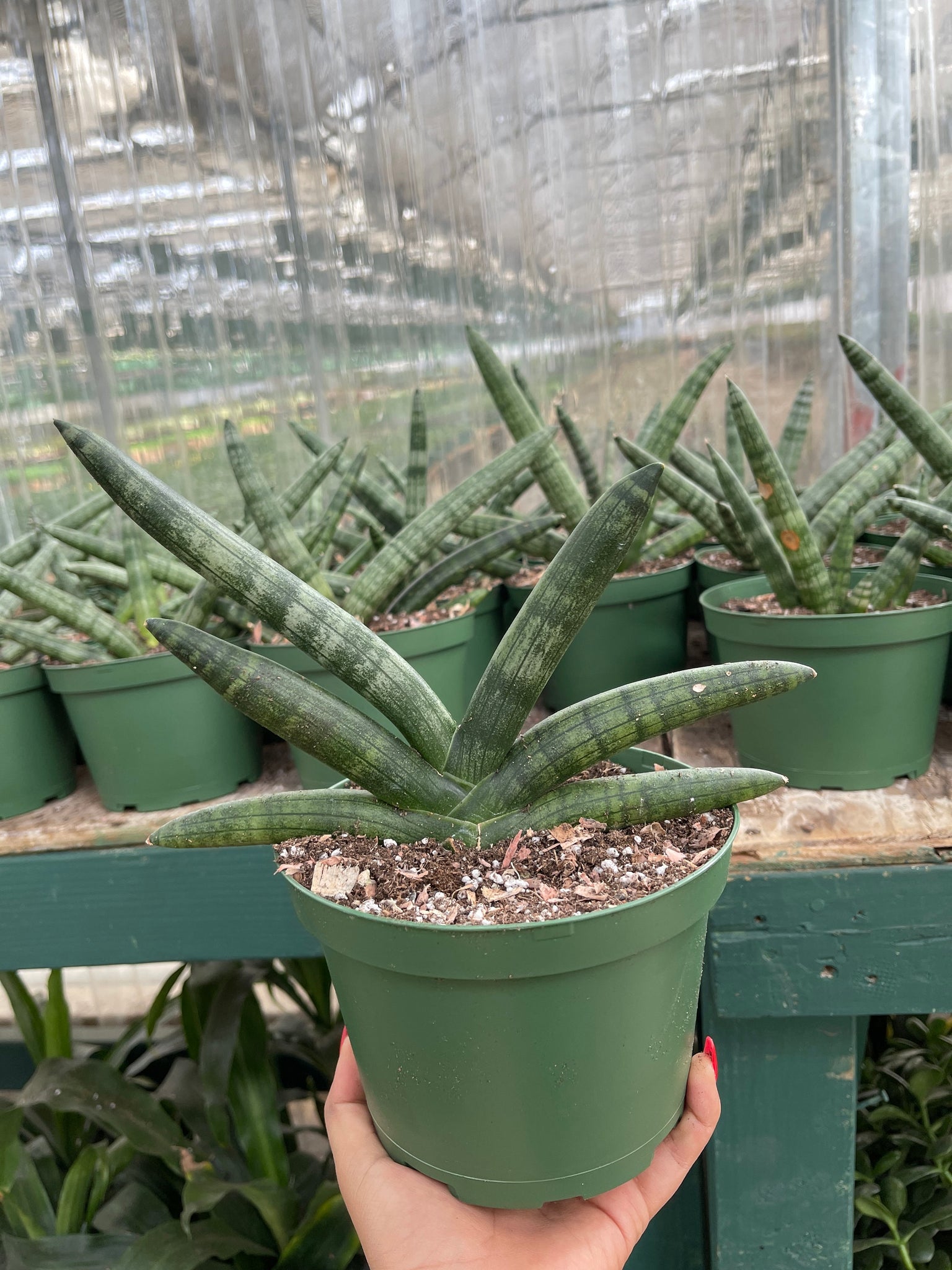 17+ Sansevieria Starfish Sansevieria Cylindrica Starfish Boncel – Dose of Succulents