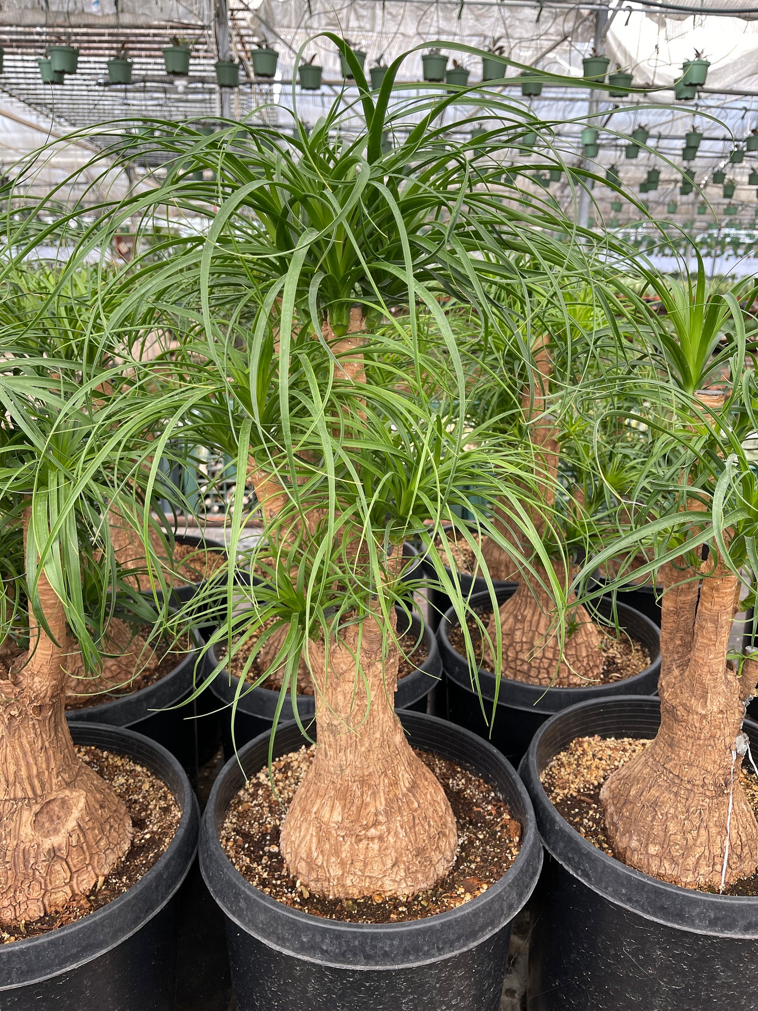 dwarf ponytail palm LARGE Beucarnea Recurvata Ponytail Palm with Character 2' tall – Dose of Succulents