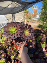 Load image into Gallery viewer, Rose looking Aeonium Garnett 6” pot