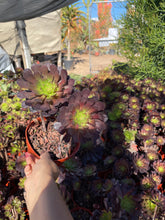 Load image into Gallery viewer, Rose looking Aeonium Garnett 6” pot