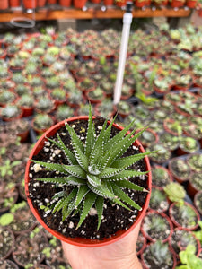 Haworthia Attenuata Zebra Plant 4” pot