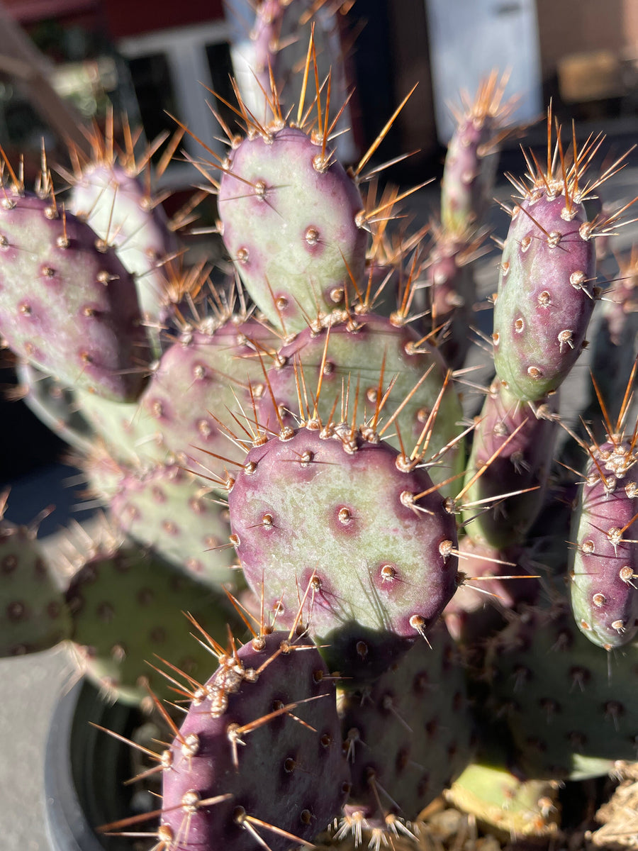 Cluster Opuntia Baby Rita – Dose of Succulents