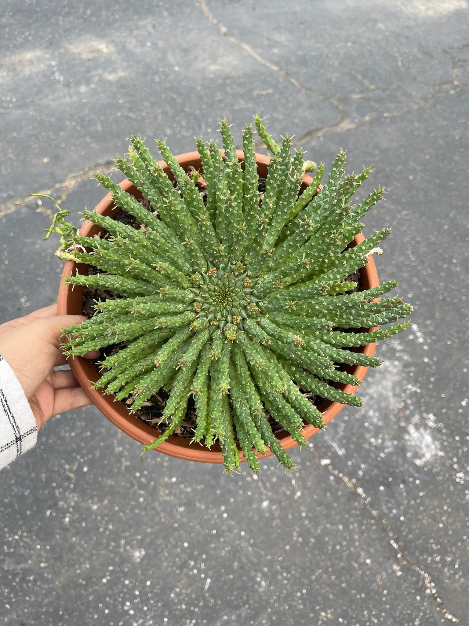 medusa head succulent for sale Euphorbia flanaganii Euphorbia Medusa Head – Dose of Succulents