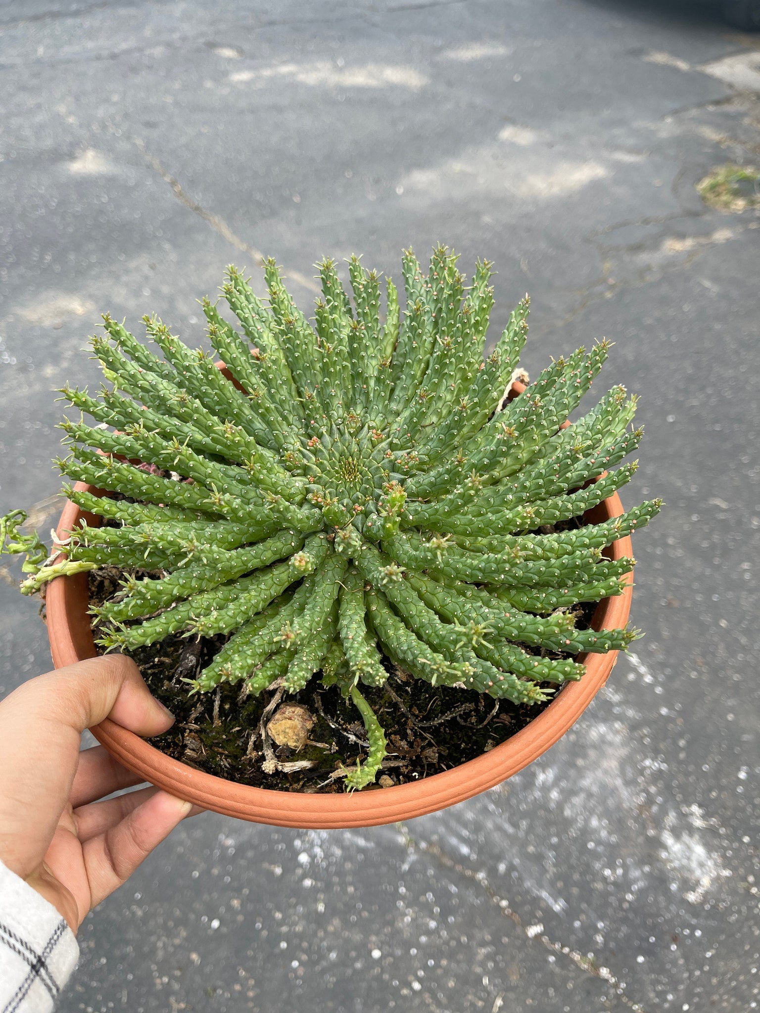 medusa head plant pot Euphorbia flanaganii Euphorbia Medusa Head – Dose of Succulents