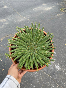 Euphorbia flanaganii Euphorbia Medusa Head