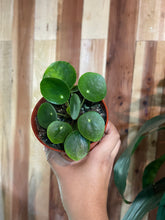 Load image into Gallery viewer, 4” pilea Chinese money plant