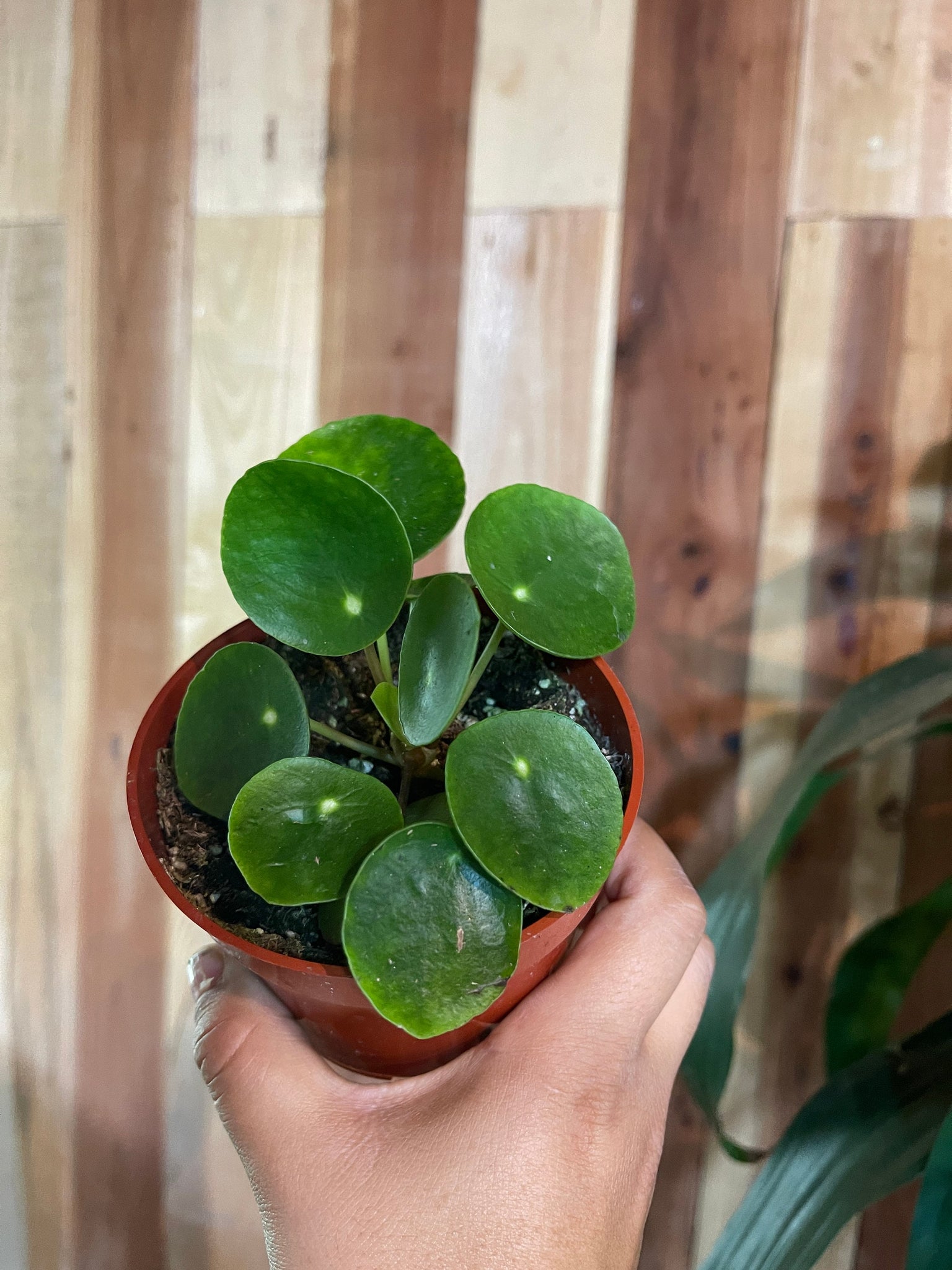 fully grown chinese money plant Pilea peperomioides 4in Chinese Money Plant